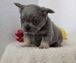 Small #7 French Bulldog