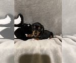 Small #5 Dachshund
