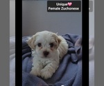 Small #1 Havanese-Zuchon Mix