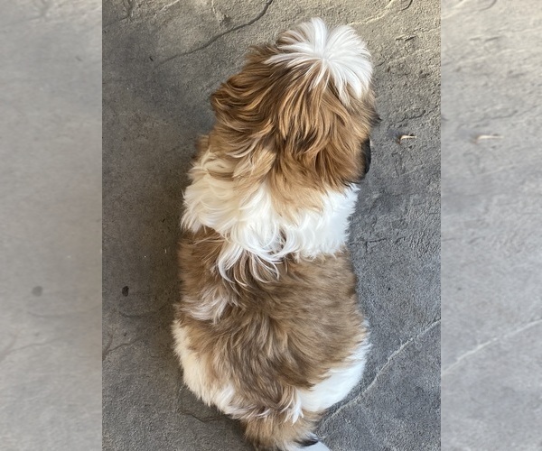 Medium Photo #2 Shih Tzu Puppy For Sale in CANOGA, NY, USA