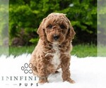 Small Poodle (Miniature)