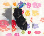 Small #5 Yorkipoo