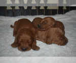 Small Photo #16 Goldendoodle Puppy For Sale in AZLE, TX, USA