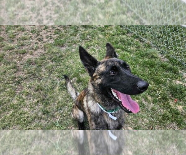 Medium Photo #2 Holland Shepherd Puppy For Sale in Imlay City, MI, USA