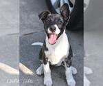 Small #1 Huskies -Labrador Retriever Mix