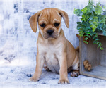 Puppy Rosie Puggle