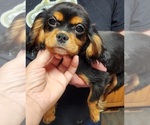 Small Photo #5 Cavalier King Charles Spaniel Puppy For Sale in BOONVILLE, NY, USA