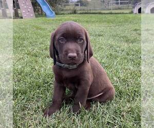 Labrador Retriever Puppy for sale in DAYTON, VA, USA