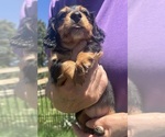 Small #5 Dachshund