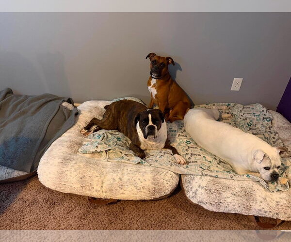 Medium Photo #11 Boxer Puppy For Sale in Burnsville, MN, USA
