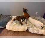 Small #10 Boxer