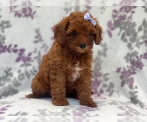 Cavapoo-Poodle (Miniature) Mix Puppy for sale in LAKELAND, FL, USA