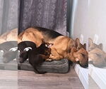 Small #3 German Shepherd Dog