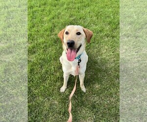 Labrador Retriever-Unknown Mix Dogs for adoption in Millersville, MD, USA