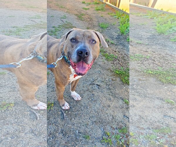 Medium Photo #6 American Staffordshire Terrier Puppy For Sale in San Diego, CA, USA