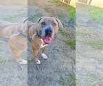 Small #5 American Staffordshire Terrier