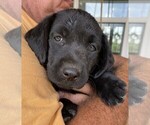 Puppy Puppy 4 Labrador Retriever