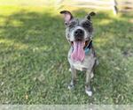 Small Australian Shepherd-Staffordshire Bull Terrier Mix