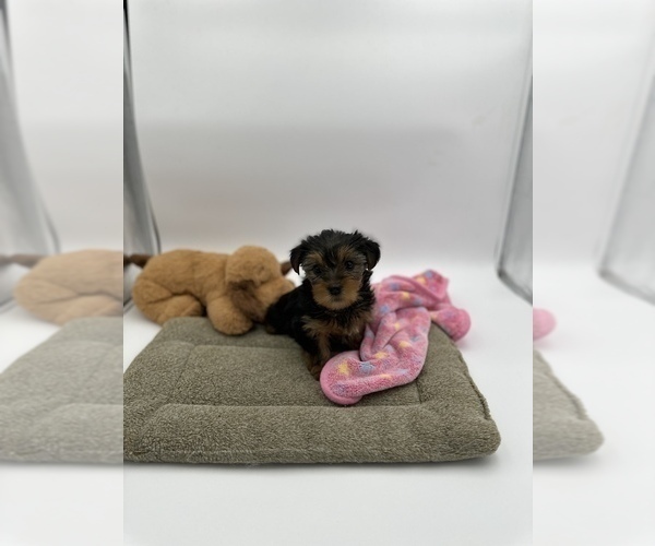 Medium Photo #3 Yorkshire Terrier Puppy For Sale in WOODBRIDGE, VA, USA