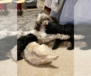 Mother of the Cock-A-Poo-Cockapoo Mix puppies born on 11/12/2024