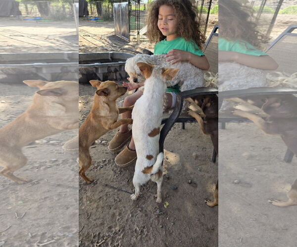 Medium Photo #4 Pineranian Puppy For Sale in Peralta, NM, USA