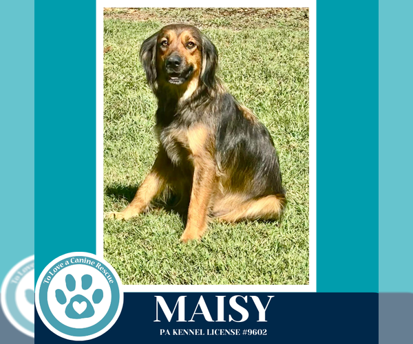 Medium Photo #2 Colonial Cocker Spaniel-German Shepherd Dog Mix Puppy For Sale in Kimberton, PA, USA