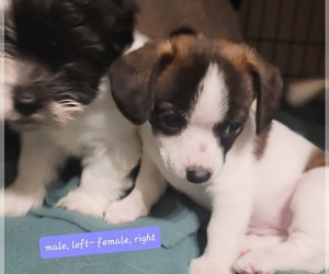 Jack Russell Terrier-Shih Tzu Mix Puppy for sale in MYRTLE BEACH, SC, USA