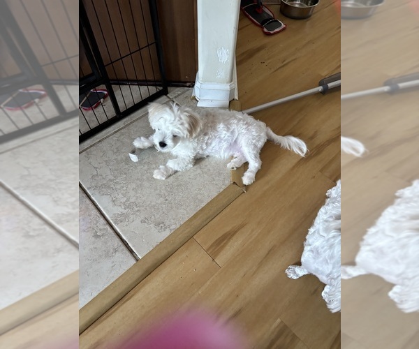 Medium Photo #3 Maltese Puppy For Sale in HARVEST, AL, USA