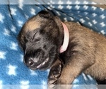Small Photo #307 Belgian Malinois Puppy For Sale in REESEVILLE, WI, USA