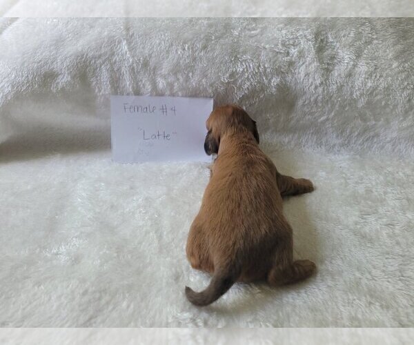 Medium Photo #7 Dachshund Puppy For Sale in PINSON, AL, USA