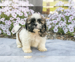 Puppy Jack Shih Tzu