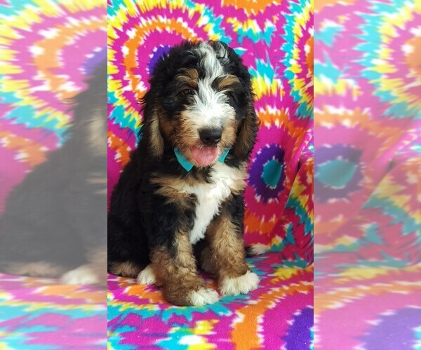Medium Photo #4 Bernedoodle Puppy For Sale in LANCASTER, PA, USA