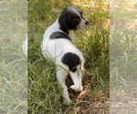 Small #5 Mutt
