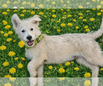 Small #1 Golden Retriever Mix