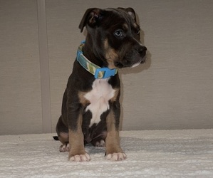 American Bully Puppy for sale in MADISON HEIGHTS, MI, USA