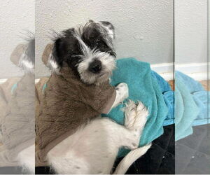 Mutt Dogs for adoption in Grafton, WI, USA