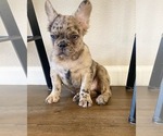 Small Photo #2 French Bulldog Puppy For Sale in OAKLEY, CA, USA