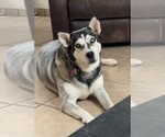Roma - Female Siberian Husky Dog for Adoption - Small photo