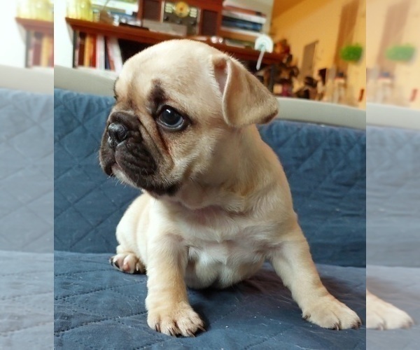 Medium Photo #22 French Bulldog Puppy For Sale in MANHATTAN, NY, USA