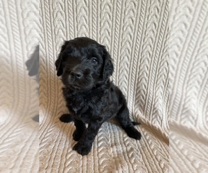 Saint Berdoodle Puppy for sale in ELK RIVER, MN, USA