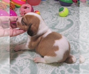 Beagle Puppy for sale in RATTAN, OK, USA