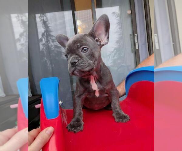 Medium Photo #4 French Bulldog Puppy For Sale in BRIDGEWATER, NJ, USA
