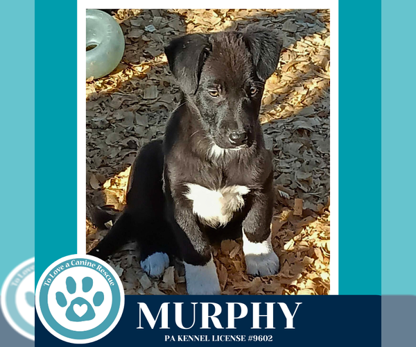 Medium Photo #2 Labrador Retriever-Unknown Mix Puppy For Sale in Kimberton, PA, USA