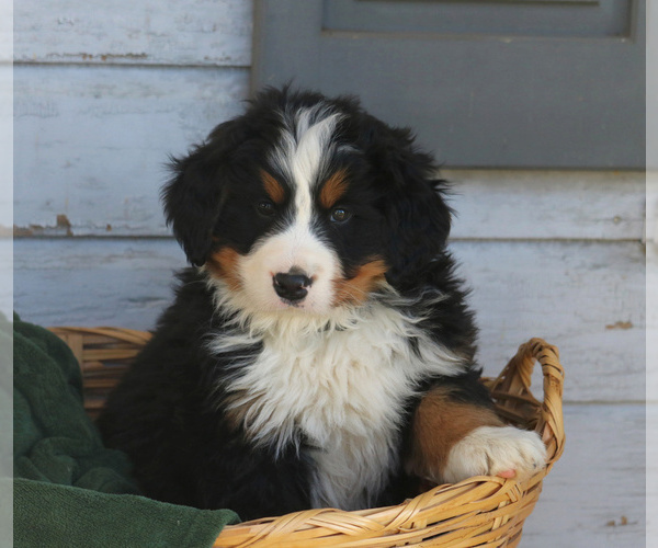Medium Photo #1 Bernese Mountain Dog Puppy For Sale in ELIZABETHTOWN, PA, USA