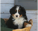 Small Photo #1 Bernese Mountain Dog Puppy For Sale in ELIZABETHTOWN, PA, USA