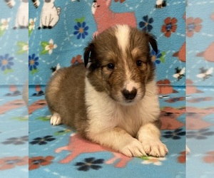 Medium Collie