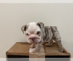 Small Photo #4 English Bulldog Puppy For Sale in PORT SAINT LUCIE, FL, USA