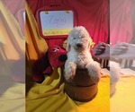 Small Photo #2 Goldendoodle (Miniature) Puppy For Sale in GREELEY, CO, USA