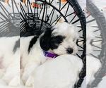 Small Photo #8 Maltipoo Puppy For Sale in VALLEY CENTER, CA, USA