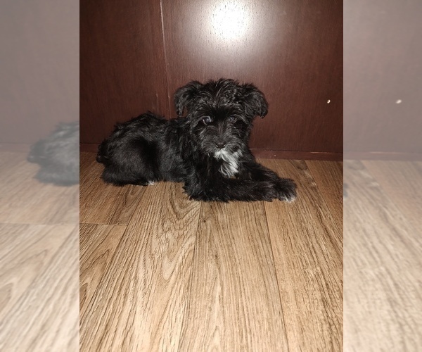 Medium Photo #5 YorkiePoo Puppy For Sale in LAPEER, MI, USA